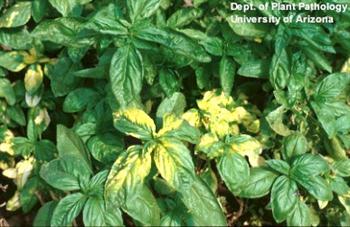 ویروس موزائیک یونجه